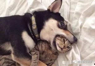 猫咪遥控爆料视频大全集,视频大全集带你领略萌宠趣味瞬间  第1张